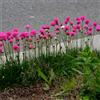 Bloomique - Set di 3 - Armeria Maritima Abbey Deep Rose - Thrift - Pianta da giardino - Ricca fioritura - Resistente all'inverno - Perenne - Altezza 10-20 cm - Vaso 9 cm