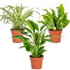 Bloomique 3x Mix di Piante da Bagno - Spathiphyllum, Asplenium, Chlorophytum - Purifica l'Aria - ⌀12 cm - Alte 25-45 cm