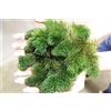 AquaPlants Ceratophyllum Demersum - 1 mazzo - Live Aquarium Plant
