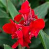 le Georgiche Vivai le Georgiche - Pianta vera di Canna indica Cannova Scarlet Canna fiorifera, Canna d'India - vaso Ø 14 cm