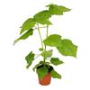 Exotenherz - Tiglio piccolo - Sparmannia africana - Pentola 17cm