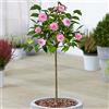 GardenersDream Camellia Spring Festival Tree | Alberi Sempreverdi in Vaso per Piccoli Giardini | Fusto Dritto Standard | Piante Ornamentali da Giardino | 2-3ft (70-80cm (Incluso Vaso))
