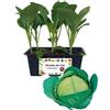 P. Piantine da Orto | Cappuccio Crauto, Pianta da Orto o Balcone Pronta al Trapianto, Kit da 6 Piantine, Pianta Vera da Esterno, Vivaio Italiano