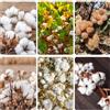 Generic cotone di interni balcone giardino semi perenni giardino interni selvaggi semi 200pcs