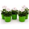 POWERS TO FLOWERS - GERANIO EDERA DOPPIO HERCULES, PELARGONIUM, 5 PIANTE VASO 14, BIANCO, piante vere