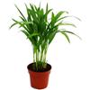 Exotenherz - Palma da frutto dorato - Areca - Dypsis lutescens - 1 pianta - facile da curare - purificante dell'aria - vaso da 12 cm