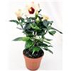 POWERS TO FLOWERS - HYBISCUS, IBISCO BIANCO CREMA CON OCCHIO ROSSO, VASO 14CM DIAMETRO, pianta vera