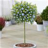 GardenersDream Albero Ceanothus Victoria | Alberi di Lilacca Californiana in Vaso per Piccoli Giardini.
