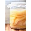 Kombuchaorganic Biologico certificato Jun Kombucha Scoby starter culture di Kombuchaorganic® UKAS LAB Testato (ALS Global)