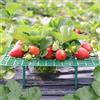 ANGTUO Confezione da 10 supporti quadrati per fragole da giardino, supporto per fragole e piante