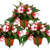 exotenherz Edel-Lieschen Impatiens - Vaso da 12 cm, colore: Rosso/Bianco
