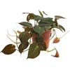 Bloomique - Philodendron Scandens Micans - Pianta pensile - Adatta anche come pianta rampicante - Piante da appartamento - Purifica l'aria - Facile da curare - Altezza 15-20 cm - Vaso 12 cm