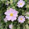 Generic Semi di Cistus creticus, resistenti per il giardino di cisto, semi di decorazione da giardino per esterni 150pcs