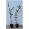 Vivai Decandia Giovanni N.2 PIANTA DI ULIVO PICUAL ALTEZZA 60/80 CM vaso 10 cm (foto reali) ANNI 1