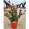 POWERS TO FLOWERS - PHOTINIA LITTLE RED ROBIN, FOTINIA NANA, PIANTA PER SIEPE, VASO 17CM DIAMETRO, ALTEZZA MINIMA 50CM, piante vere