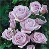 SVI Blue Moon * Climbing Rose domestico Seeds * Beautiful Blooms fragranti