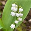Generic mughetto(Convallaria)-interno,per zone soleggiate decorazioni per ufficio,decorazioni giardino esterni balconi 6bulbi