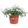 eGarden.store Pianta di Alisso Alyssum pianta fiorita ornamentale da esterno pianta vera da fiore bianco venduta da eGarden.store