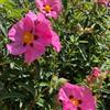 Generic semi di cisto - esterno resistenti Cistus creticus - recisi farfalle esotiche da giardino roccioso estivi to decorazione giardino 55pcs