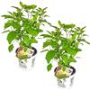 Bloomique - Set di 2 - Hydrangea Strong Annabelle - Ortensia Bianca - Pianta da Giardino - Resistente al Freddo - Alta 40-50 cm - Vaso da 19 cm