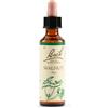 SCHWABE PHARMA ITALIA Walnut bach orig 20 ml - SCHWABE PHARMA ITALIA - 942860103