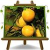EURO PLANTS VIVAI Susino TC Sun Pianta da Frutto in Vaso 26 cm, Altezza 180-200 cm, Età 4 Anni