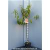 SAVINI VIVAI L'ARTE DI FARE NATURA SAVINI VIVAI Pianta di Pesconoce Armking Piante da Frutto Albero di Pesca in Vaso 22-24 cm 2-3 Anni Altezza 130-150 cm Made in Italy