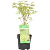 Bloomique - Acer Palmatum Butterfly - Acero Giapponese - Foglia Variegata - Pianta da Giardino - Resistente al Freddo - Alta 20-30 cm - Vaso 10,5 cm
