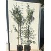 Vivaio Garden Forest Pianta di Ulivo Cipressino Vera - Ulivo in vaso, H 180cm, Ideale per esterni, Pianta da olio e ornamenti, olivo cipressino autosterile