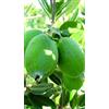 Generico Pianta di Feijoa Autofertile in Vaso da 20 cm