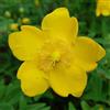 le Georgiche Vivai le Georgiche - Pianta vera di Hypericum patulum Hidcote Hypericum x hidcoteense 'Hidcote' Iperico, Hypericum 'Hidcote Gold' - vaso Ø 18 cm - altezza alla vendita 15-20 cm