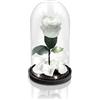 Aluisi Fiori - Rosa Stabilizzata Bianca - Base in Legno Nero con LED - Rosa Stabilizzata Vera in Campana di Vetro - Fiori Stabilizzati