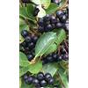 Generico Pianta di Aronia nera 20