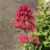 Generic semi di valeriana resistente giardino biologiche interno, varietà antiche d'appartamento 300pcs