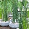 Bloomique - Set di 6 - Equisetum Japonicum - Coda di Cavallo Giapponese - Pianta Acquatica - Pianta da Stagno - Resistente al Freddo - Alta 20-30 cm - Vaso 9 cm