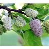 Vivaio di Castelletto Gelso Bianco Morus Alba pianta da frutta in alveolo h 100/120 cm Vivaio di Castelletto