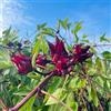 Generic Hibiscus sabdariffa da appartamento da giardino per giardino di medicinali medicinali sostenibili aromatiche tappezzanti aromatiche rare, 130semi