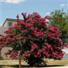 Generic CRAPEMIRTLE Lagerstroemia Indica 55 grani