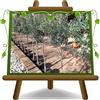 EURO PLANTS VIVAI Olivo Pendolino Olivi da Olio *Altezza: 160~180 cm. Età 4 Anni Vaso 22 cm