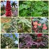 Generic Semi di ricino - da balcone per resistenti Ricinus communis - Decorazione del balcone, da camera regali sostenibili culinarie arbusti 50pcs