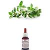 Il Regno Vegetale Olio Essenziale 100% Puro TIMO Naturale Uso Interno Esterno (20 ml)