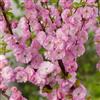 le Georgiche Vivai le Georgiche - Pianta vera di Prunus triloba Rosenmund - altezza alla vendita 60-80 cm
