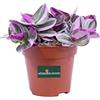eGarden.store Pianta di Tradescantia Albiflora Nanouk pianta da interno pianta ornamentale pianta vera venduta da eGarden.store (Vaso 12 cm)