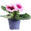 eGarden.store Pianta di Gloxinia o Glossinia o Sinningia Sonata pianta ornamentale da fiore vari colori pianta vera da esterno venduta da eGarden.store (Rosa)