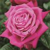 le Georgiche Vivai le Georgiche - Pianta vera di Rosa Senteur Royale sin. Birthday Boy, Tan97607 - vaso 6 Litri - Quadrato