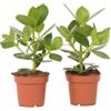 Plant in a Box - Clusia rosea Princess - Set di 2 - Vaso 12cm - Altezza 25-35cm - Piante d'appartamento che purificano l'aria