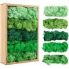 MXTIMWAN Muschio Stabilizzato, Muschio Artificiale Decorativo con 5 Diversi Colori, 200g, Muschio di Renne Artificiale per Decorazioni, Decorazioni o Modellismo, Fai da Te di Muschio