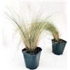 POWERS TO FLOWERS - STIPA TENUISSIMA, 2 PIANTE, vaso 14cm diametro, pianta vera