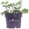 eGarden.store - Pianta vera di Geranium Rozanne o Geranio Blu - Altezza pianta. 20 cm Diametro vaso: 17 cm - Pianta rustica con fioritura prolungata facile da coltivare in giardino e in vaso