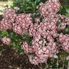 le Georgiche Vivai le Georgiche - Pianta vera di Kalmia latifolia Minuet Alloro di montagna americano - vaso Ø 18 cm - altezza alla vendita 20-30 cm